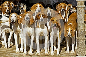 POITEVIN DOG, PACK OF HOUNDS