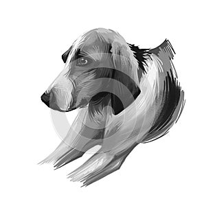 Poitevin dog portrait isolated on white. Digital art illustration of hand drawn for web, t-shirt print and puppy cover design,
