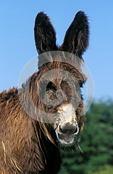 Poitou Domestic Donkey or The Baudet du Poitou, a French Breed