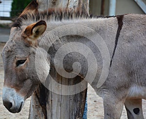 The Poitou donkey