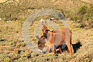 Poitou donkey Baudet de Poitou, Poitevin. Karoo, South Africa.