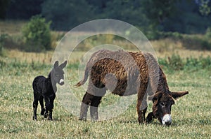 POITOU DONKEY OR THE BAUDET DU POITOU, A FRENCH BREED, MARE WITH FOAL