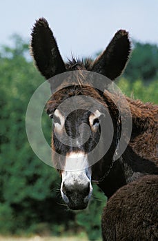 Poitou Donkey or Baudet du Poitou, a French Breed, Portrait of Adult