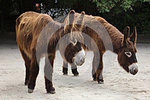 Poitou donkey Equus asinus asinus