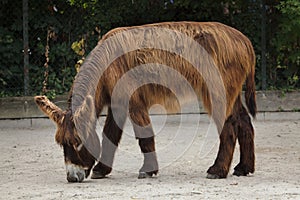 Poitou donkey Equus asinus asinus