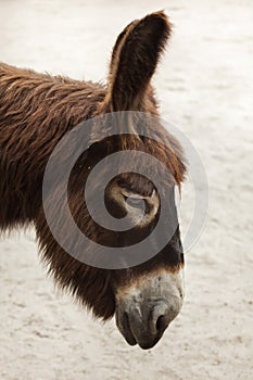Poitou donkey Equus asinus asinus