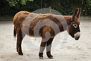 Poitou donkey Equus asinus asinus