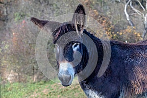 Poitou donkey Equus asinus