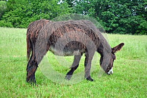 Poitou donkey Feeding Time