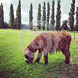 Poitou donkey grazing on green pasture