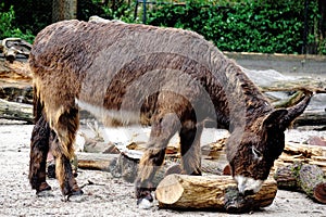 Poitou donkey playing with log