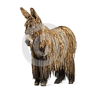Poitou donkey with a rasta coat