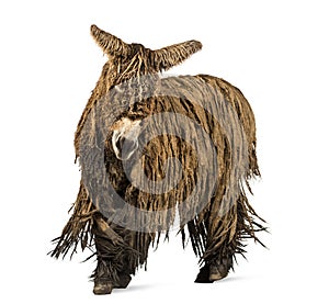 Poitou donkey with a rasta coat walking