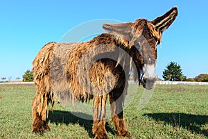 Poitou donkey at Re Island, France