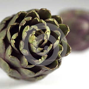 Poivrade Artichoke, cynara scolymus against White Background