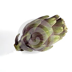 Poivrade Artichoke, cynara scolymus against White Background