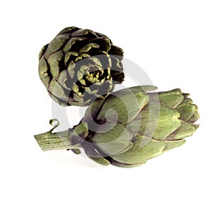 Poivrade Artichoke, cynara scolymus against White Background