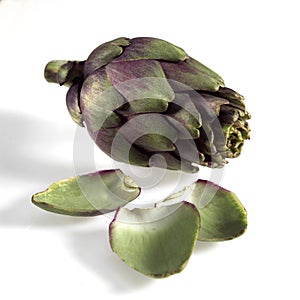 Poivrade Artichoke, cynara scolymus against White Background