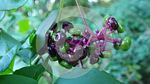 Poke weed berries on plant