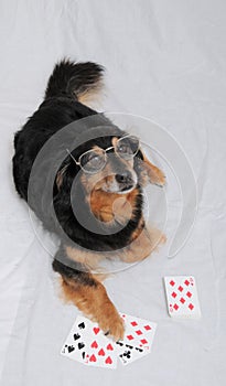 Poker Dog