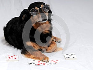 Poker Dog