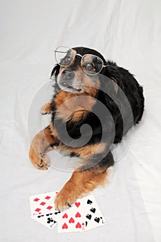 Poker Dog