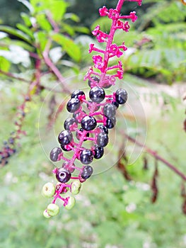 Pokeweed photo