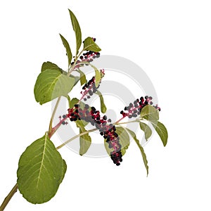 Pokeweed isolated on white