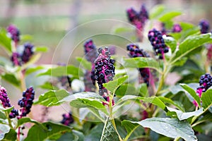 Pokeweed Phytolacca