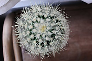 A Pokey Cactus Houseplant