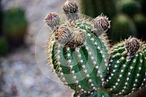 Pokey round cactus with buds on top