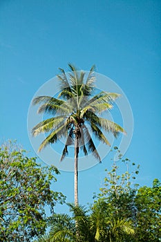 Pokok kelapa photo