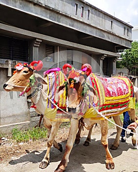Pola festival of Maharashtra with bedecked bulls photo