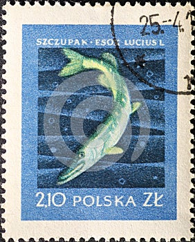 POLAND-CIRCA 1958 : A post stamp printed in Poland showing a  .Esox lucius Fish