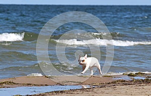 Poland dog walking on the Baltic sea