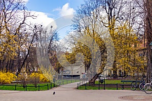 Poland Krakow city park city center, alley with bright yellow flowering trees, green grass, against the blue sky