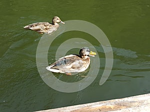 Poland, Malopolska, Pieniny - the ducks.