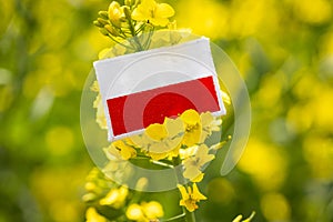 Poland rapeseed, Blooming rapeseed field and Polish flag, Concept, Agricultural crops, food and biofuel production