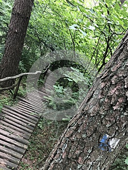 Wooden trekking path in Roztocze Poland photo