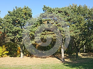 Poland, Pozna?, green pines near Malta lake. photo