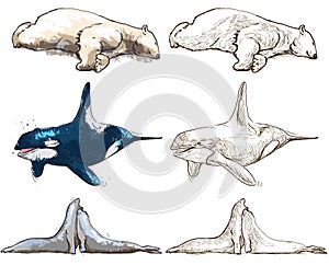 Polar animals - coloring book