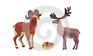 Polar Animals Set, Arctic Reindeer, Lemming and Mountain Goat Cartoon Vector Illustration