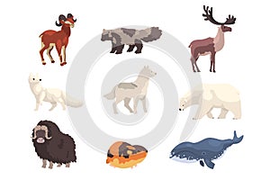 Polar animals set. Bear, musk ox, seal, polar fox, reindeer wild animal vector illustration