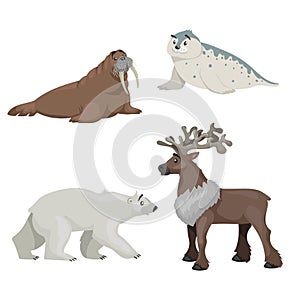 Polar animals set in cartoon style. Walrus, seal cub, polar bear and reindeer. Best for education. Vector illustrations