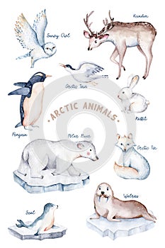 polar arctic animals watercolor collection set. snowy owl. reindeer. polar bear. fox. penguin, walrus. seal and oeca, hare whale