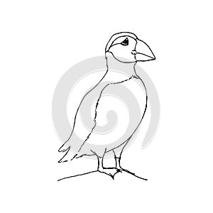 Polar arctic bird - puffin. Hand drawing sketch. Black outline on white background. Vector illustration