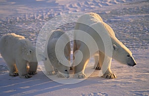 Polar baer with her cubs on the Arctic tundra