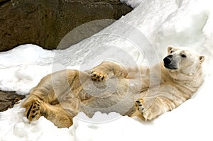 Polar bear