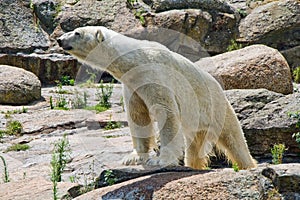 Polar Bear