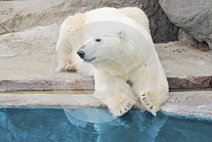 Polar bear